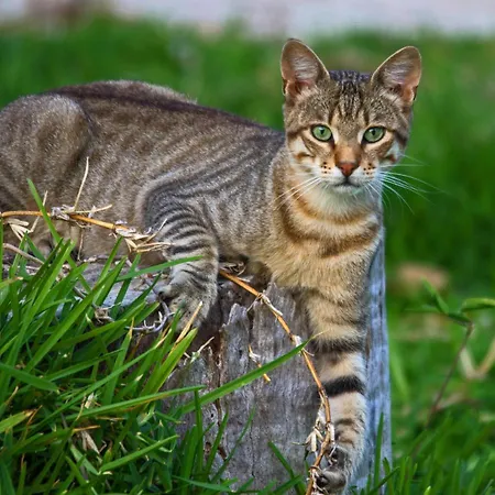 Apartment Light House *