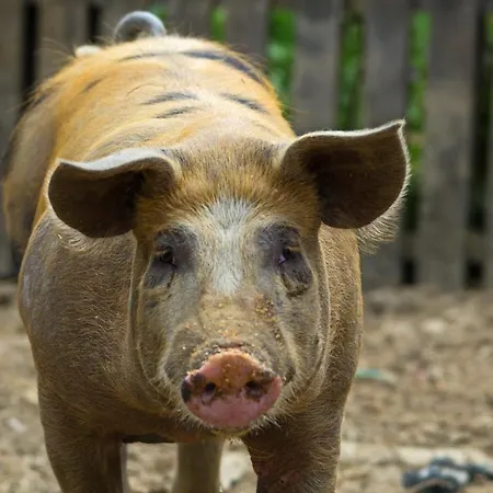 Light House * Kateliósz