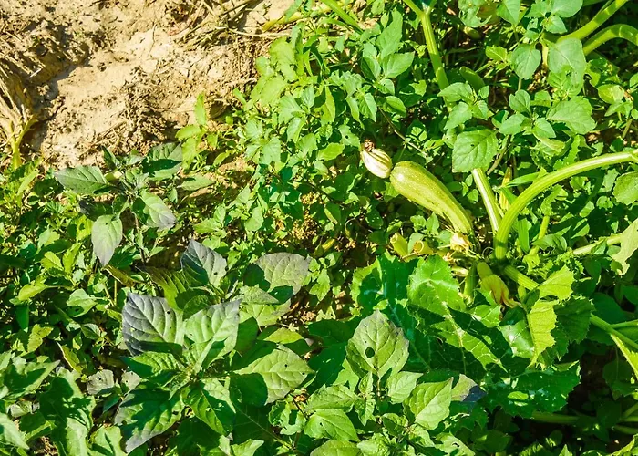 Light House * Katelios