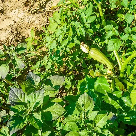 Light House * Katelios